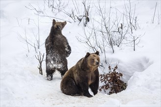 Female and 1-year-old European brown bear