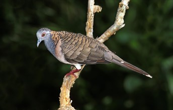 Bar-Shouldered Dove