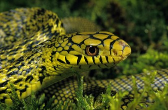 CHINESE KING RATSNAKE elaphe carinata