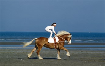 Trick riding with Haflinger horse