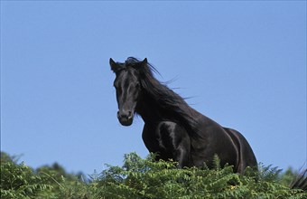 POTTOK HORSE