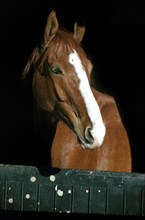SELLE FRANCAIS HORSE