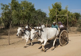 Ox cart on dirt road in Bagan