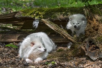 Two white Raccoon dogs