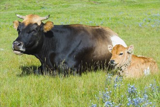 Cow and calf resting in the grass