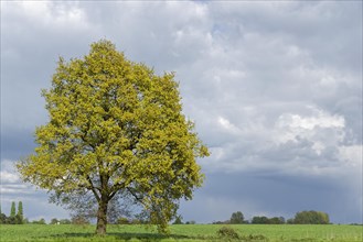 Lonely common oak