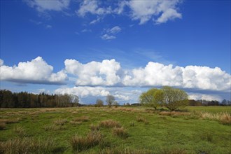 Nature reserve Oberalsterniederung