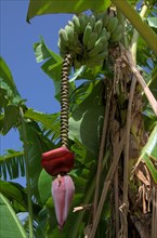 Banana tree with fruits