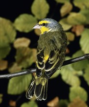 Yellow Fronted Canary