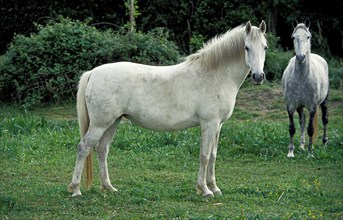 Lipizzaner horses