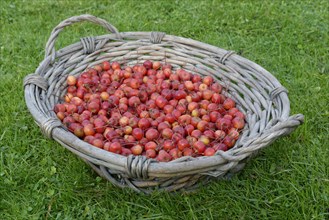 Fruits of the European crab apple