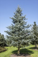 Blue Cloak Colorado white fir