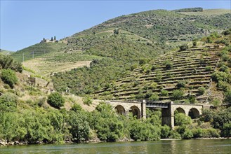 Vineyards at the river Douro