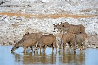 Greater kudu