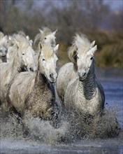 CAMARGUE HORSE