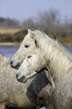 CAMARGUE HORSE