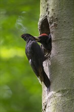Black Woodpecker
