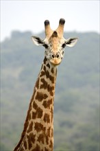 Masai giraffes i