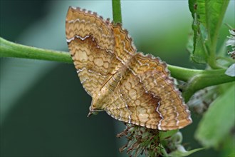 Ochre yellow leaf moth