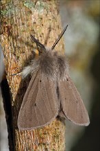 Moss rubber moth