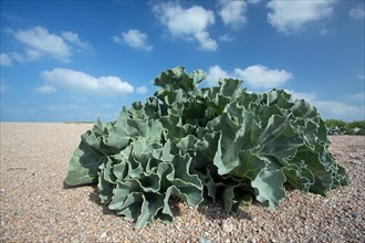 Beach Sea Cabbage