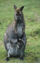 Bennett's Red necked wallaby
