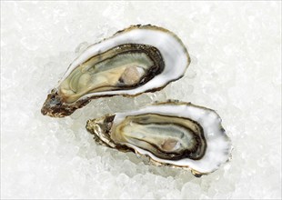 French oyster