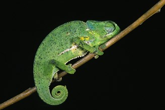 Flap necked chameleon