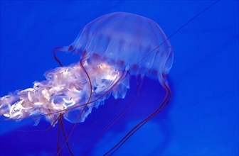 Spiegelei jellyfish