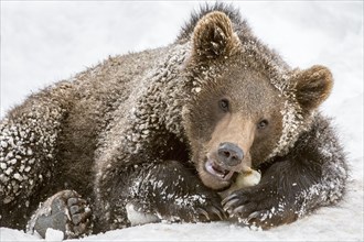 One-year-old European brown bear