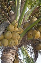 Coconut tree on the beach of Rangbeach