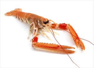 Dublin bay shrimp or Norway lobster