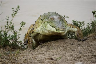 Orinoco Crocodile
