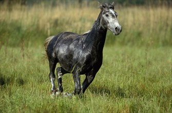 LIPIZZANER