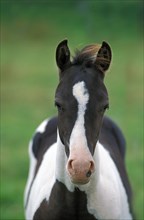 Paint Horse