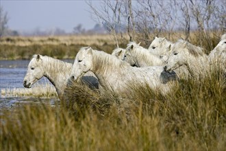 CAMARGUE HORSE