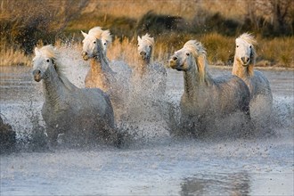CAMARGUE HORSE