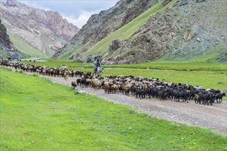 Shepherd leading a flock of sheep in a valley