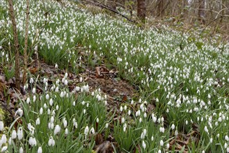 Common snowdrop