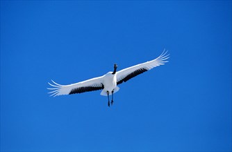Japanese Red crowned crane