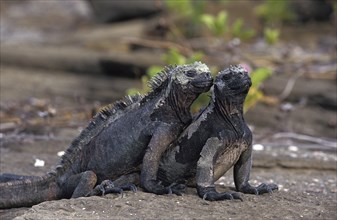 Galapagos Sea Iguana
