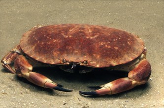 ESSARY Hermit crab