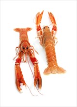 Dublin bay shrimp or Norway lobster
