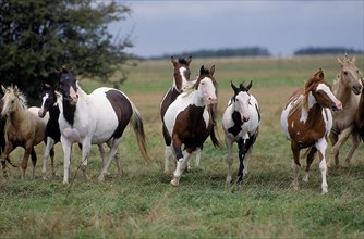 PAINT HORSE