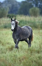 LIPIZZAN