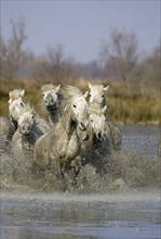 CAMARGUE HORSE