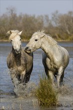 CAMARGUE HORSE