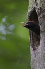 Black Woodpecker
