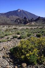Volcanic vegetation