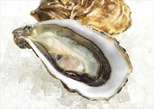 French Marennes d'Oleron oysters